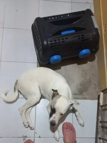 adoção de cadela