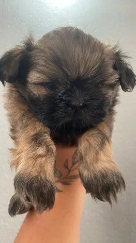 Filhote de shih tzu machinho