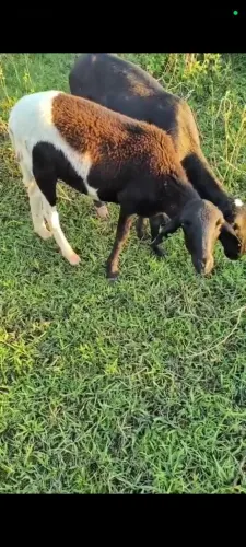 Vendo cordeiro , carneiro