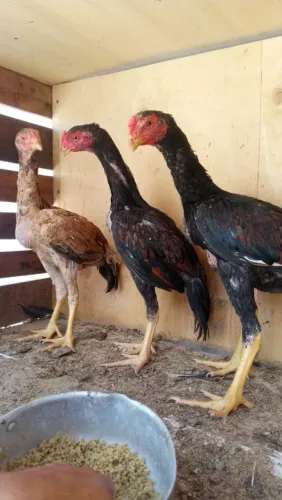 Índio bico curto crista ferrão