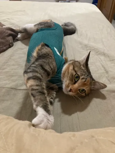 Gatinha linda para adoção responsável