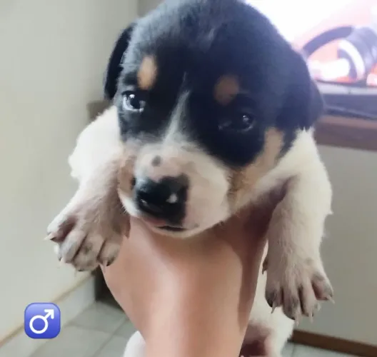 Filhotes de Border Collie mestiços 
