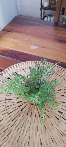 Samambaia-Argentada | Pteris ensiformis ? Planta Decorativa de Sombra