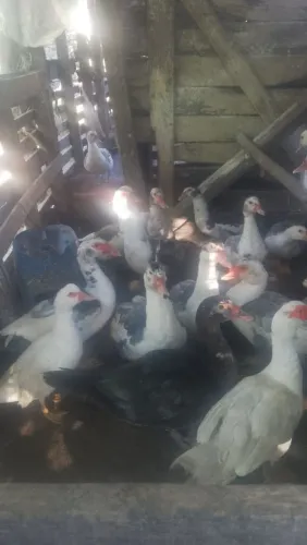 Vendo patos machos e fêmeas