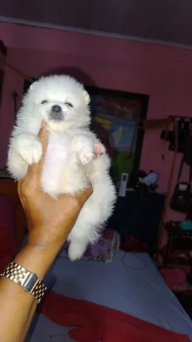 Filhote de splitz alemã, macho