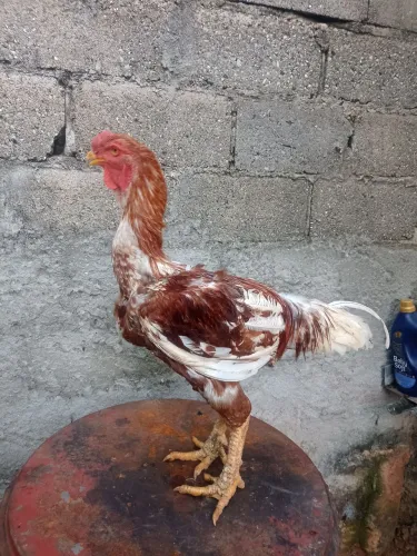 Galo indio gigante 