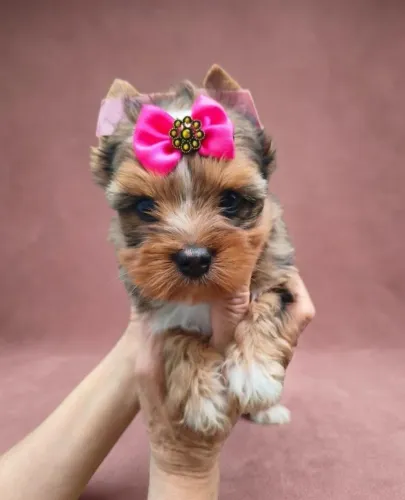 Yorkshire Merle Pronta para Novo Lar