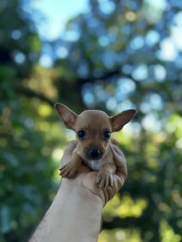 Filhote Pinscher mini