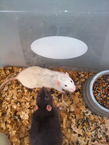 Rato Twister