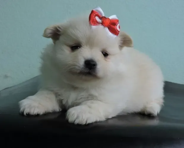 Spitz alemão jóia rara para hoje