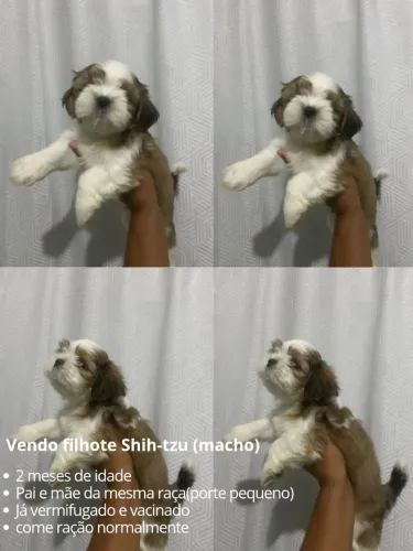 Shitzu filhote macho 
