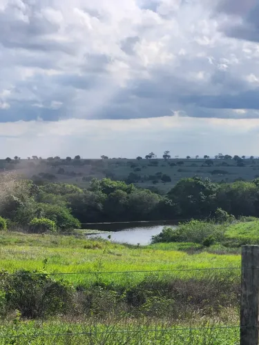 fazenda com 50 hectares 100% plantada na melhor região de Monte Alegre região