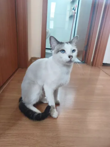 Gatos para Doação