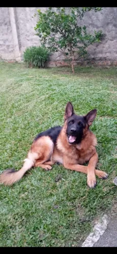 Vendo Pastor Alemao puro com pedigree 