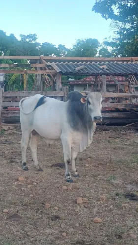 Boi touro garrote Nelore branco mocho para Cruzamento vacas tirar bezerros
