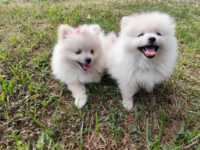Spitz Alemão Anão
