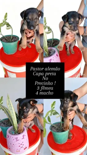 Pasto alemão capa preta puro