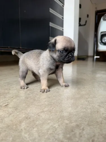 Filhote de pug raça pura