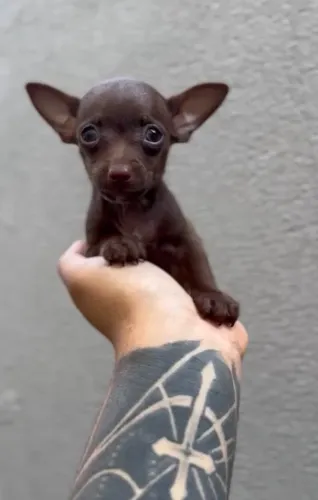Pinscher zero fêmea