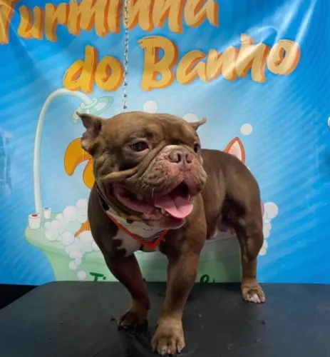 American Bully micro 