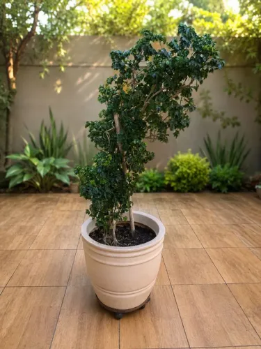 Planta Árvore da Felicidade 