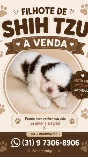 Vendo filhote de Shih Tzu