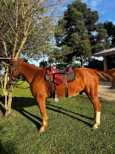 Vendo cavalos