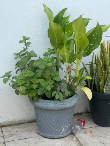? VENDO PLANTAS ORNAMENTAIS COM VASOS ?