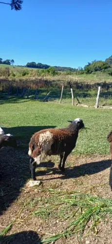 Carneiro macho 