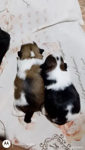 Shih tzu casal