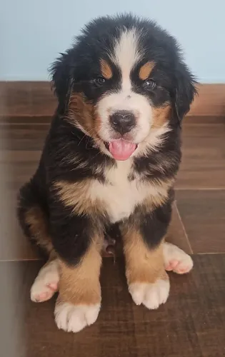 Bernese cachorro macho 45 dias vermifugado e vacinado R$ 5.000,00