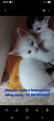 Doação  de gatinho