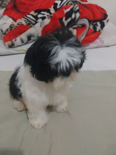 Vende-se shiatsu