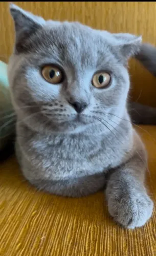 BRITISH SHORTHAIR FÊMEA BLUE!!! 4 meses filhote! PRONTA ENTREGA!! LINDÍSSIMAS!!