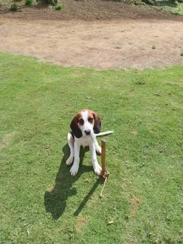 Cachorro