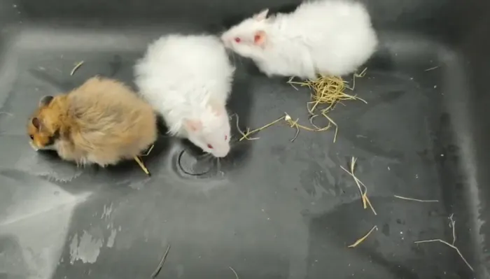 Hamster sírio angorá