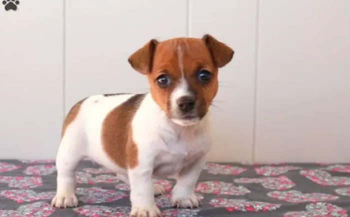 Jack Russell Terrier,Jack Russell Terrier Filhote Selecionado Alta Procedência
