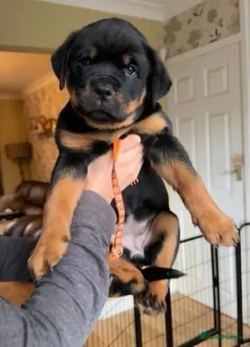 Filhote de cachorro rottweiler saudável de temperamento dócil