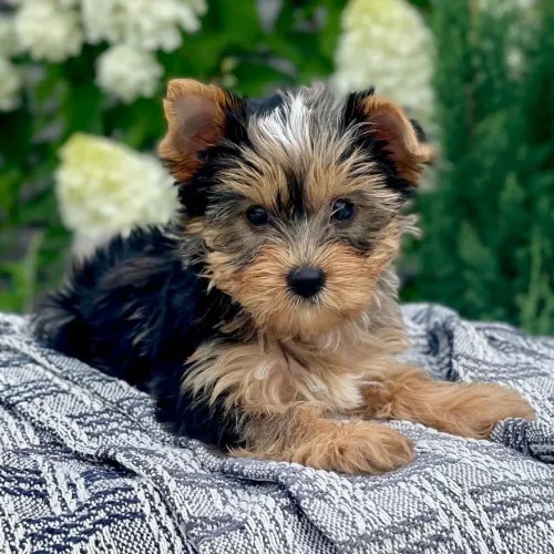 Yorkshire Terrier: Pequeno no tamanho, um rei de personalidade!