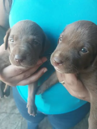 Doação cachorro