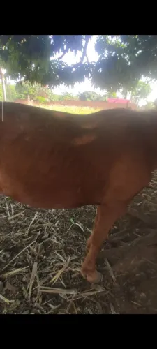 Troco égua boa de adado só que ela é quente de andar