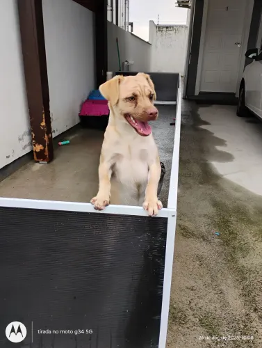 Cachorra fêmea 8 meses não castrada 