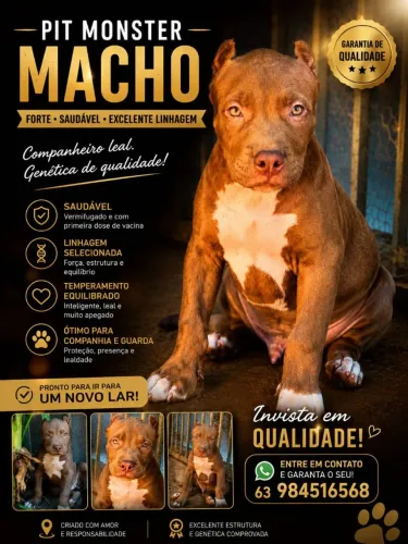 Filhote de Pit monster 