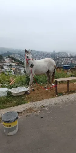 ÉGUA MARCHA PICADA 