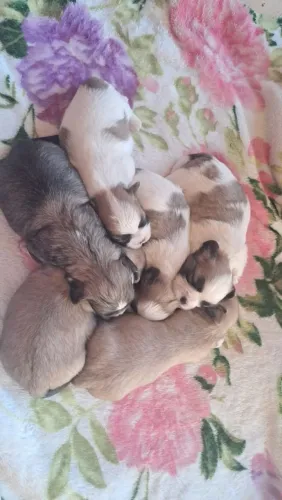 Shih tzu Mini