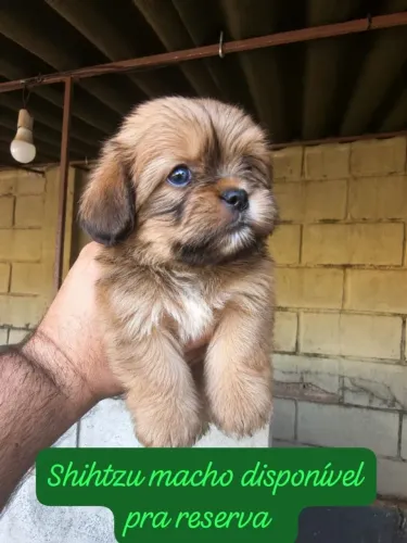 Cachorro