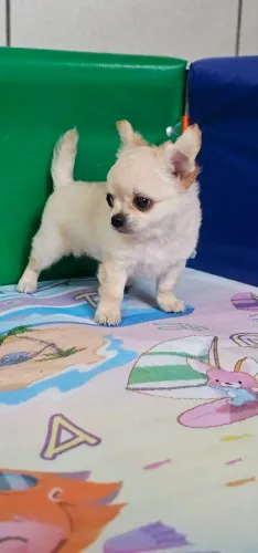 Chihuahua Macho Creme pelo longo - cabecinha linda