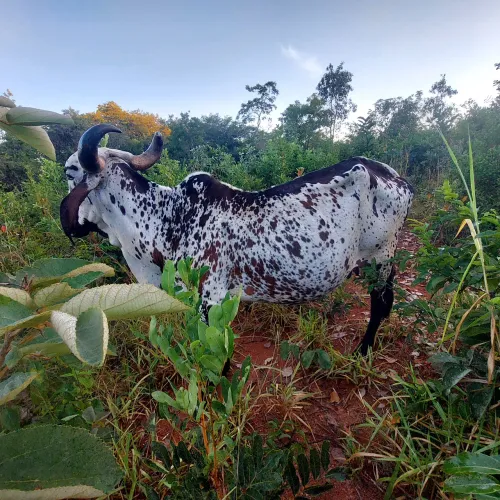 Vaca a venda