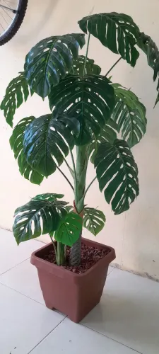 Planta artificial costela de Adão