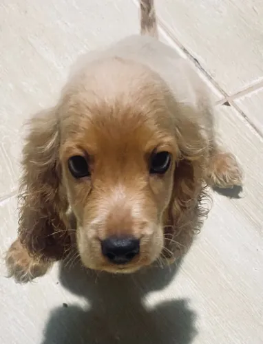 Cocker Spaniel Inglês